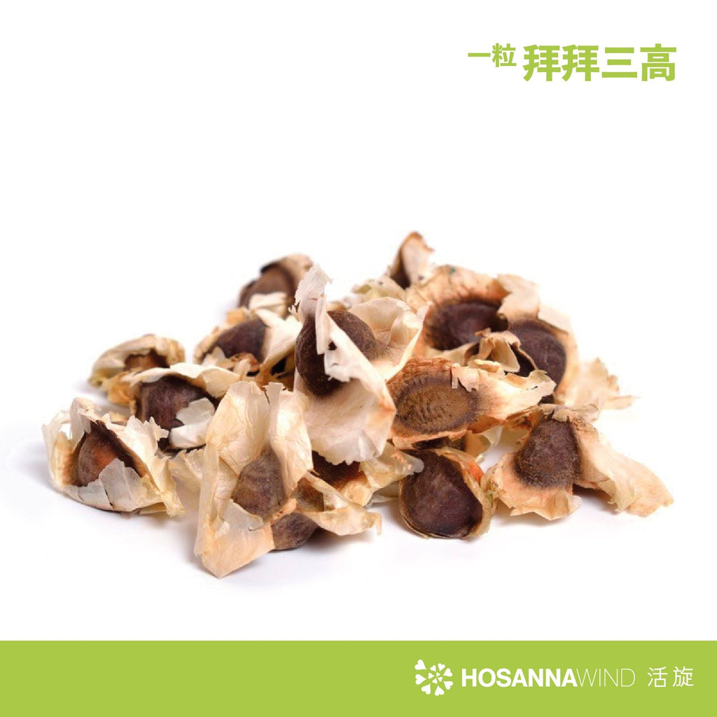 Healing Potion From India - Moringa Seed