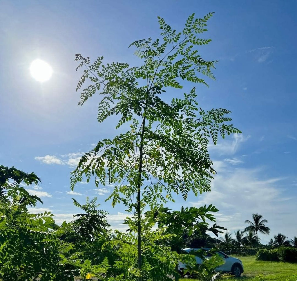 Environmental Benefits of Planting Moringa