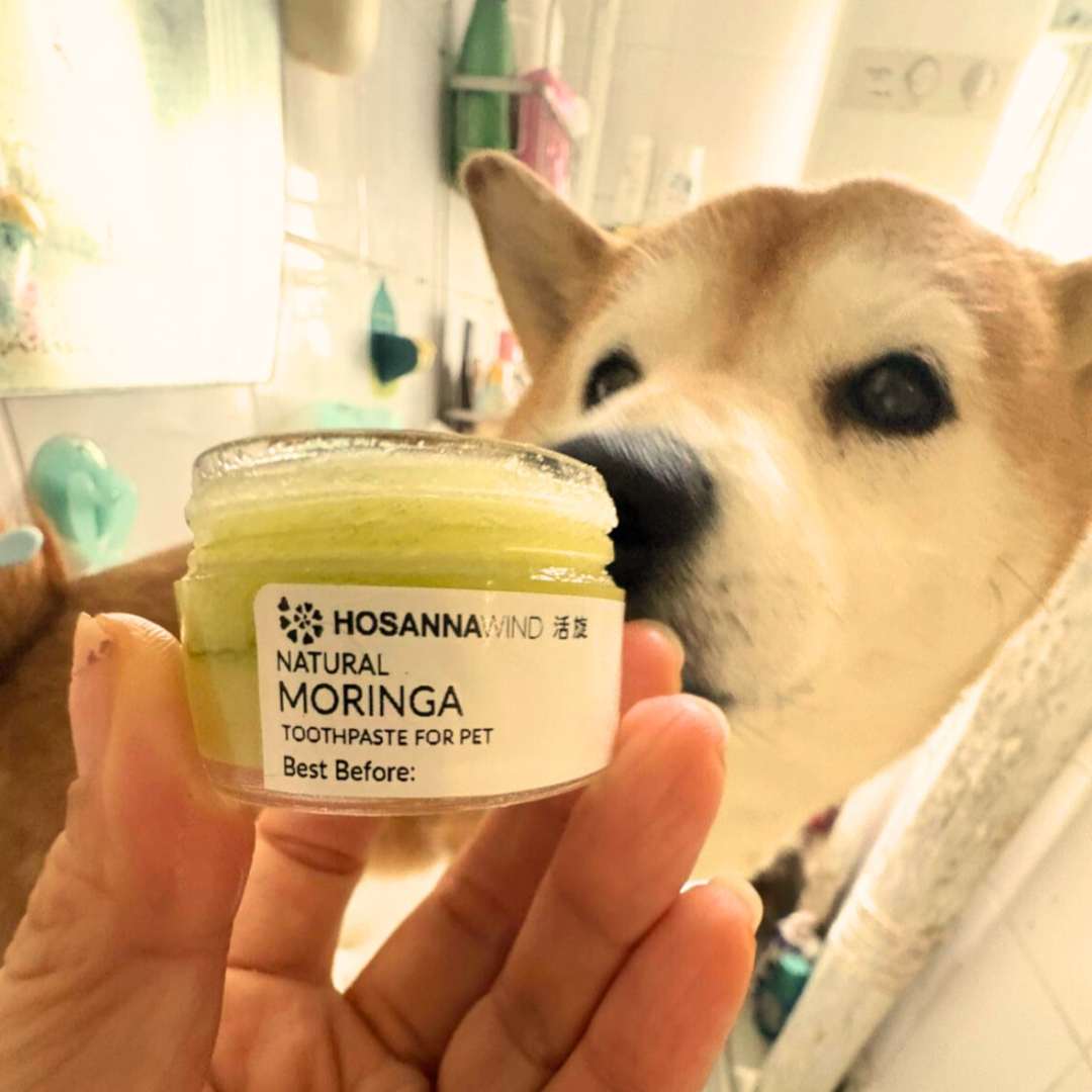 HOSANNAWIND MORINGA PET CARE PRODUCTS INSTRUCTOR CERTIFICATION TRAINING