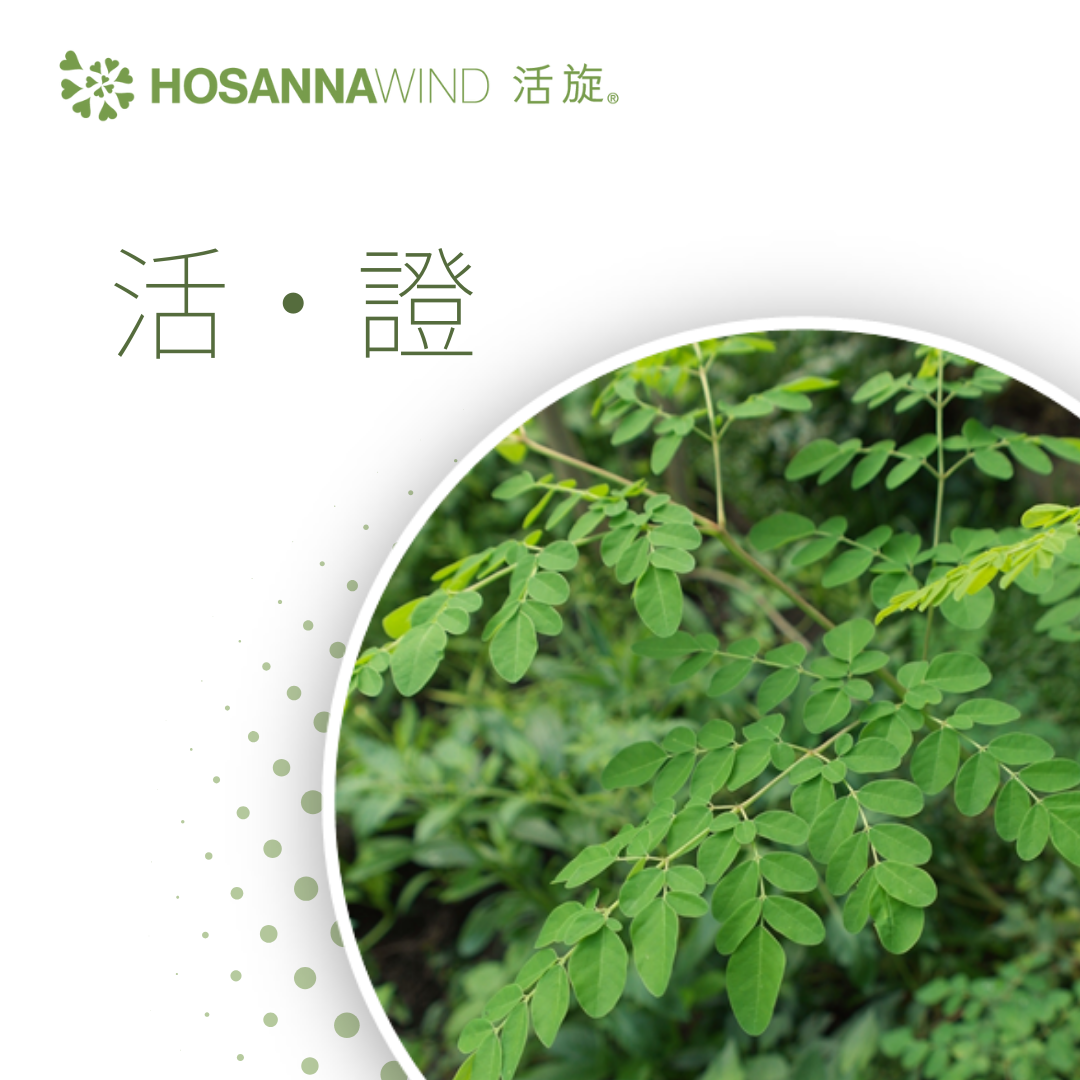 HOSANNAWIND MORINGA EYE MASSAGE OIL