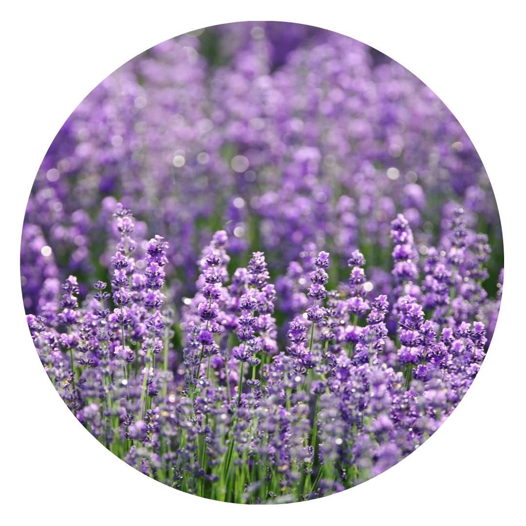 HOSANNAWIND ORGANIC LAVENDER TRUE ESSENTIAL OIL