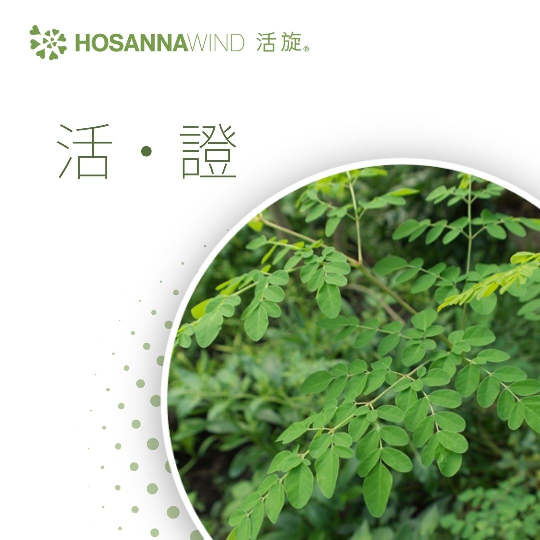 HOSANNAWIND MORINGA THROAT CALMING OIL