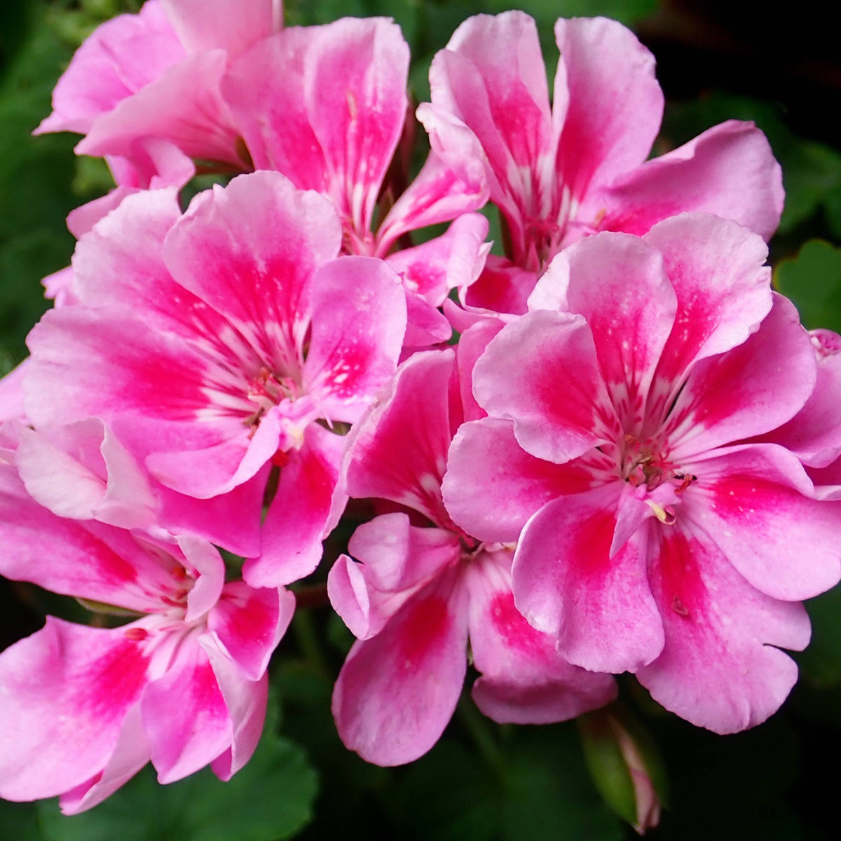 HOSANNAWIND GERANIUM ESSENTIAL OIL