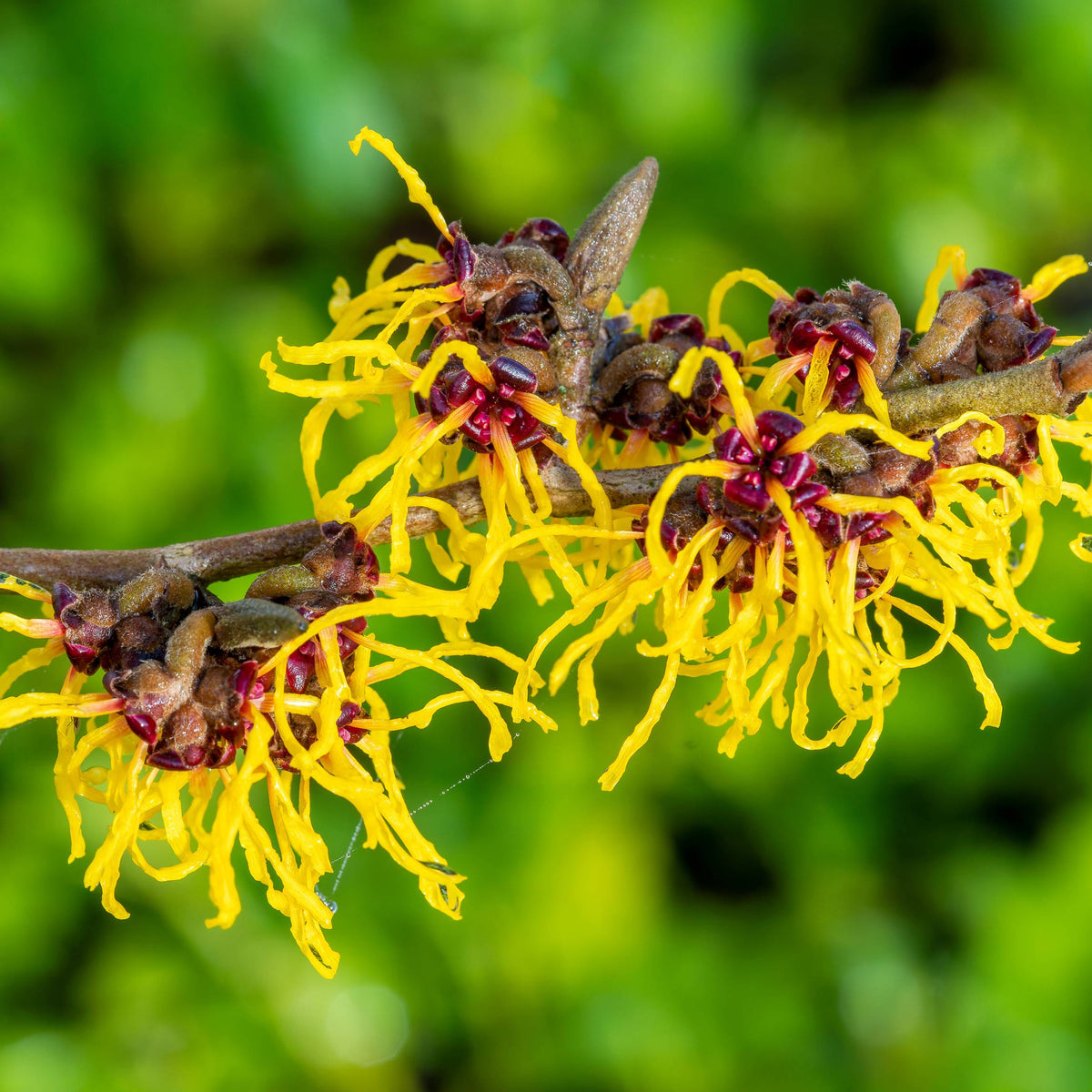 HOSANNAWIND WITCH HAZEL HYDROSOL