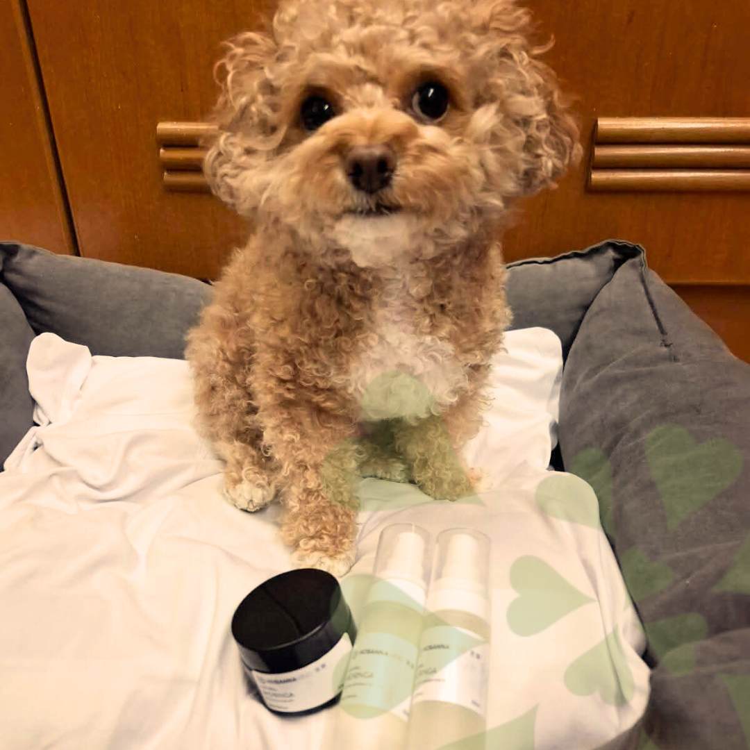 HOSANNAWIND MORINGA PET CARE PRODUCTS CERTIFICATION TRAINING