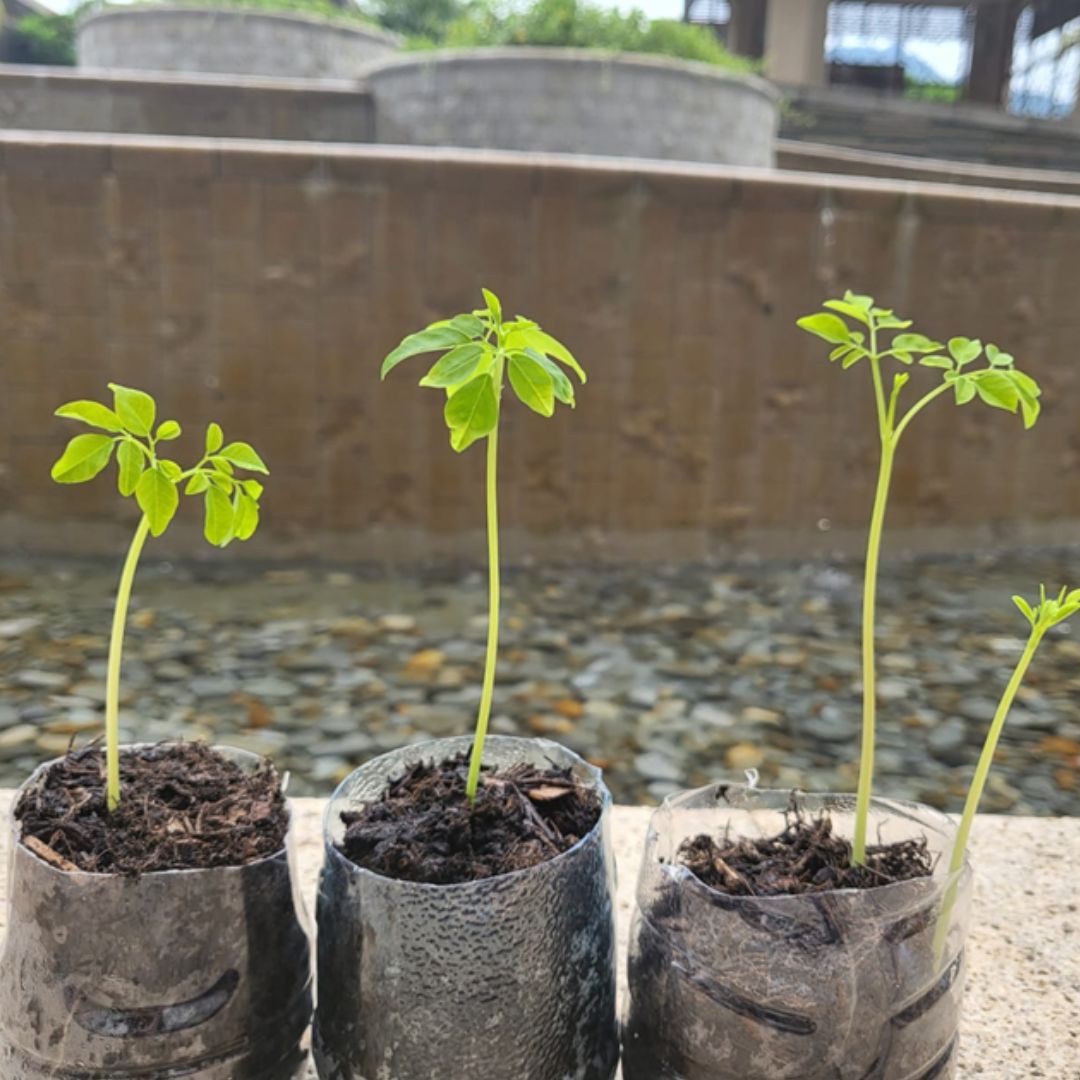 MORINGA SEEDLINGS